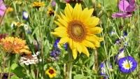 louka sunflower-3696960 1280
